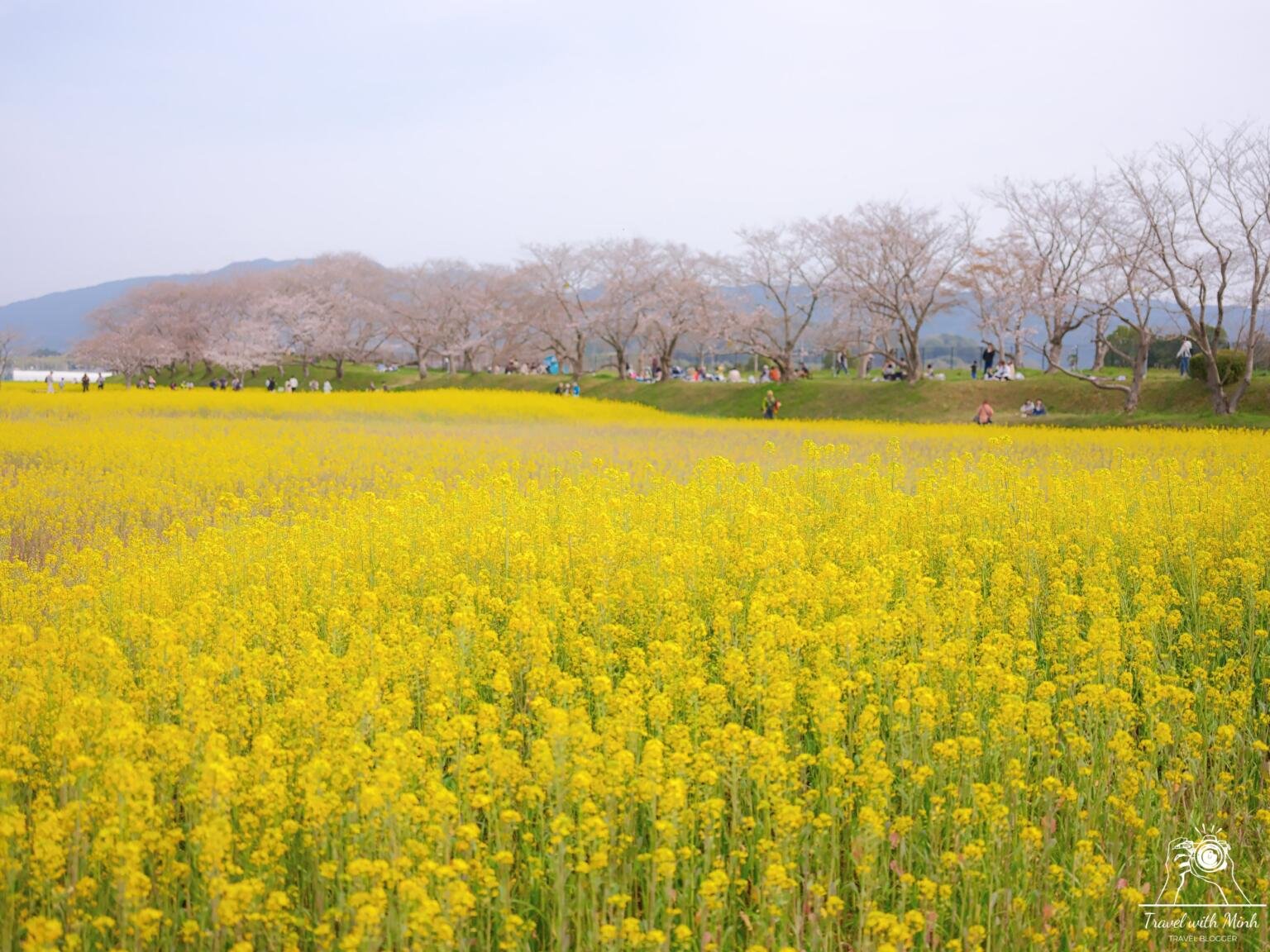🌸 요시타카의 큰 벚나무(요시타카노오자쿠라) 이미지 6